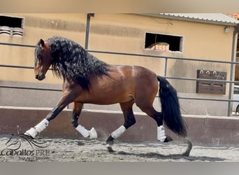 PRE Mix, Ogier, 8 lat, 167 cm, Gniada