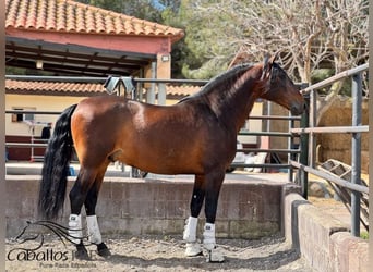 PRE Mix, Ogier, 8 lat, 167 cm, Gniada