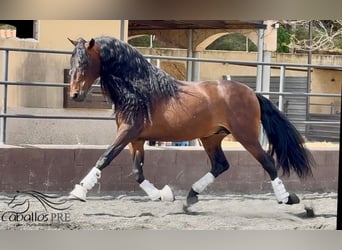 PRE Mix, Ogier, 8 lat, 167 cm, Gniada