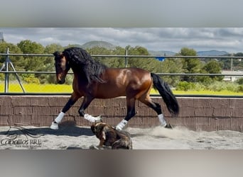 PRE Mix, Ogier, 8 lat, 167 cm, Gniada