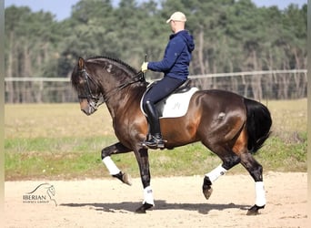 PRE Mix, Ogier, 8 lat, 167 cm, Gniada
