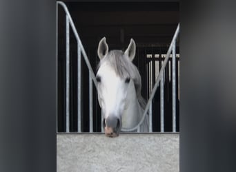 PRE Mix, Ogier, 8 lat, 167 cm, Siwa