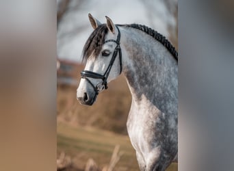 PRE Mix, Ogier, 8 lat, 168 cm, Siwa