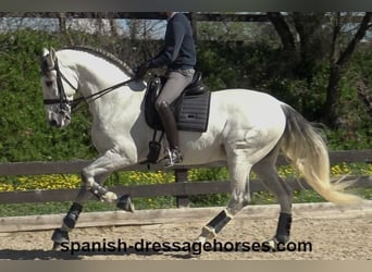 PRE Mix, Ogier, 8 lat, 171 cm, Siwa