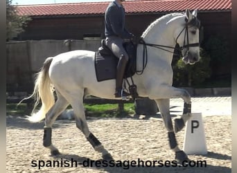 PRE Mix, Ogier, 8 lat, 171 cm, Siwa