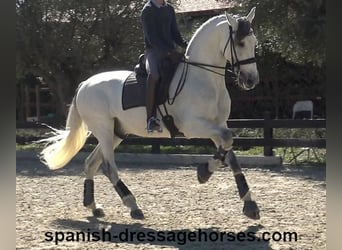 PRE Mix, Ogier, 8 lat, 171 cm, Siwa