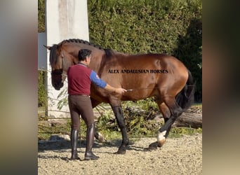 PRE Mix, Ogier, 8 lat, 172 cm, Gniada