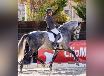 PRE Mix, Ogier, 8 lat, 172 cm, Siwa