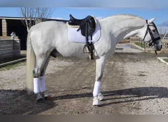 PRE Mix, Ogier, 8 lat, 173 cm, Siwa