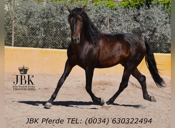 PRE Mix, Ogier, 8 lat, 174 cm, Gniada