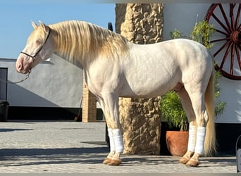 PRE Mix, Ogier, 9 lat, 160 cm, Cremello