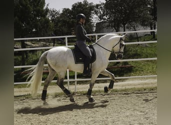 PRE Mix, Ogier, 9 lat, 161 cm, Biała