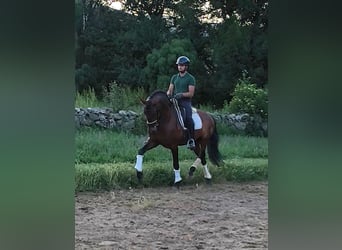 PRE Mix, Ogier, 9 lat, 163 cm, Gniada