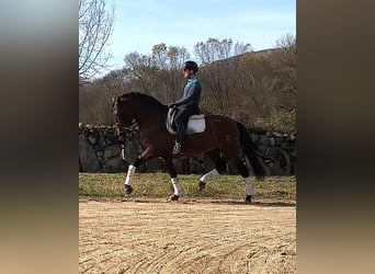 PRE Mix, Ogier, 9 lat, 163 cm, Gniada