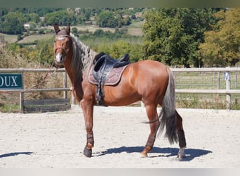 PRE Mix, Ogier, 9 lat, 163 cm, Izabelowata