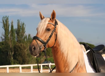 PRE, Ogier, 9 lat, 163 cm, Izabelowata