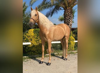 PRE, Ogier, 9 lat, 163 cm, Izabelowata