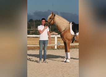 PRE, Ogier, 9 lat, 163 cm, Izabelowata