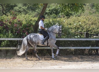 PRE Mix, Ogier, 9 lat, 163 cm, Siwa jabłkowita