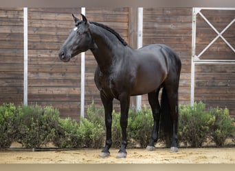 PRE Mix, Ogier, 9 lat, 164 cm, Kara