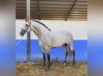 PRE Mix, Ogier, 9 lat, 164 cm, Siwa jabłkowita