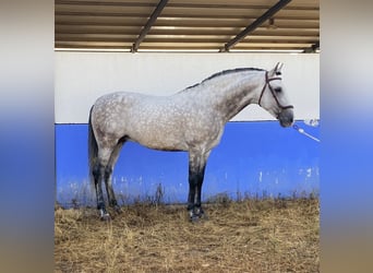 PRE Mix, Ogier, 9 lat, 164 cm, Siwa jabłkowita