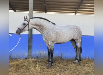 PRE Mix, Ogier, 9 lat, 164 cm, Siwa jabłkowita