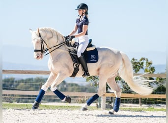 PRE Mix, Ogier, 9 lat, 165 cm, Perlino