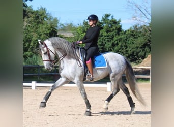 PRE Mix, Ogier, 9 lat, 165 cm, Siwa jabłkowita