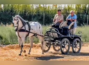 PRE, Ogier, 9 lat, 166 cm, Siwa jabłkowita