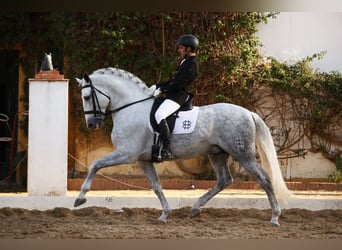 PRE Mix, Ogier, 9 lat, 170 cm, Siwa