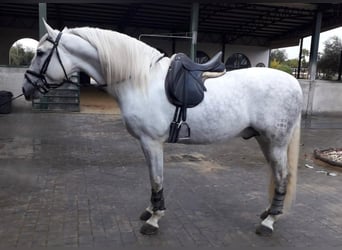 PRE Mix, Ogier, 9 lat, 170 cm, Siwa