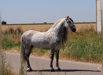 PRE Mix, Ogier, 9 lat, 170 cm, Siwa