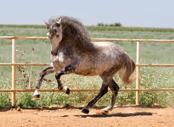 PRE Mix, Ogier, 9 lat, 170 cm, Siwa