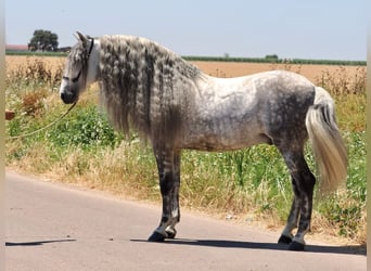 PRE Mix, Ogier, 9 lat, 170 cm, Siwa