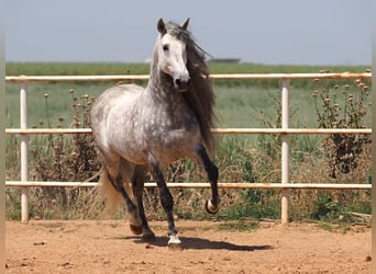 PRE Mix, Ogier, 9 lat, 170 cm, Siwa