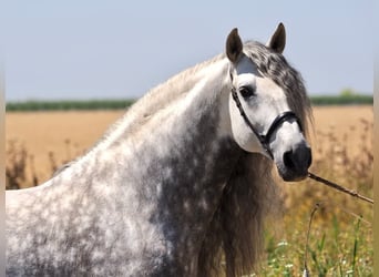 PRE Mix, Ogier, 9 lat, 170 cm, Siwa