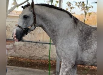 PRE Mix, Ogier, 9 lat, 171 cm, Siwa