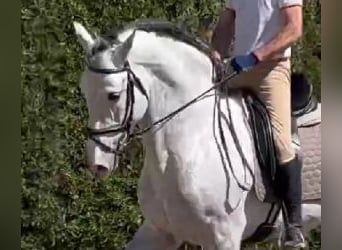 PRE Mix, Ogier, 9 lat, 171 cm, Siwa