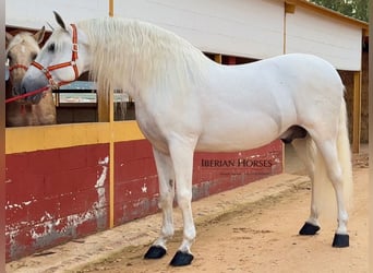 PRE Mix, Ogier, 9 lat, 171 cm, Siwa