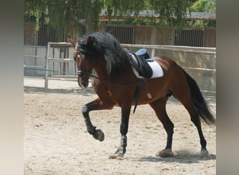 PRE Mix, Ogier, 9 lat, 172 cm, Gniada