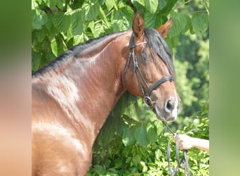 PRE Mix, Ogier, 9 lat, 172 cm, Gniada