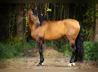 PRE, Ogier, 9 lat, 173 cm