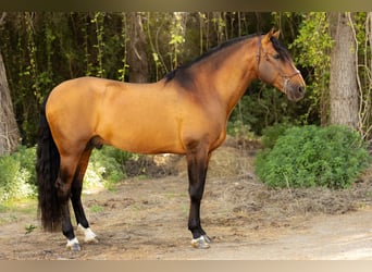 PRE, Ogier, 9 lat, 173 cm