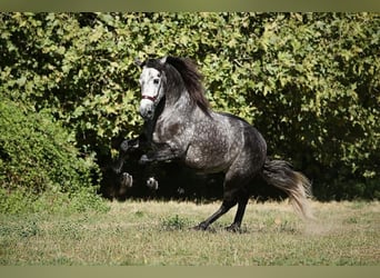 PRE, Ogier, 9 lat, 174 cm, Siwa