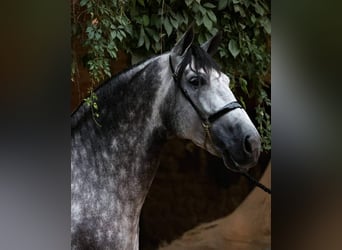 PRE, Ogier, 9 lat, 174 cm, Siwa