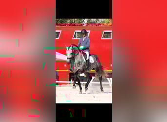 PRE, Ogier, 9 lat, 174 cm, Siwa