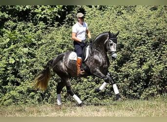 PRE, Ogier, 9 lat, 174 cm, Siwa