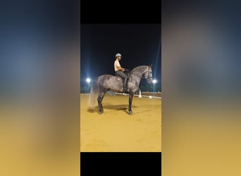 PRE, Ogier, 9 lat, 174 cm, Siwa