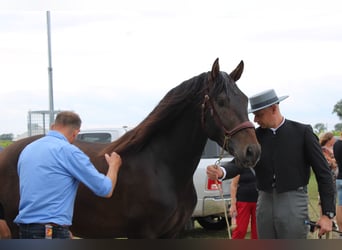 PRE, Ogier, 3 lat, 164 cm, Ciemnogniada